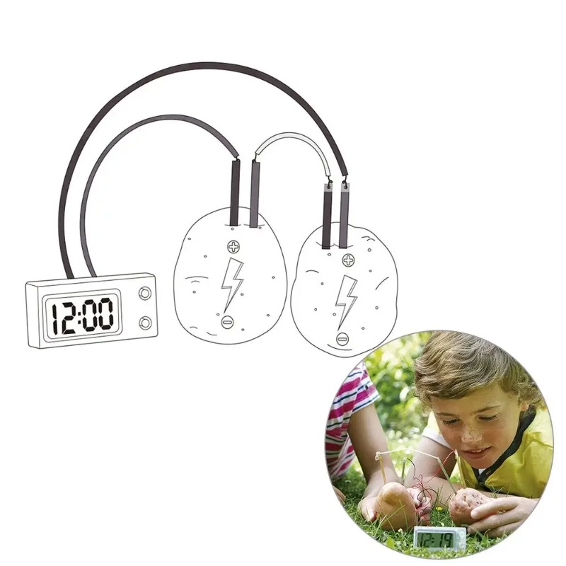 Science Nature - New Kid Montessori Toy Fruit Potato