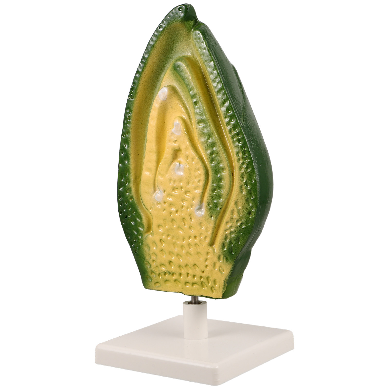 Science Exhibition Models - Plant Seed Embryo Detailed High School