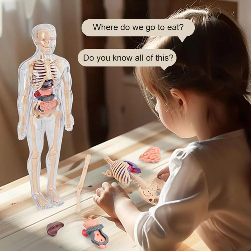 Science Nature - Plastics 3d Human Torso Model DIY