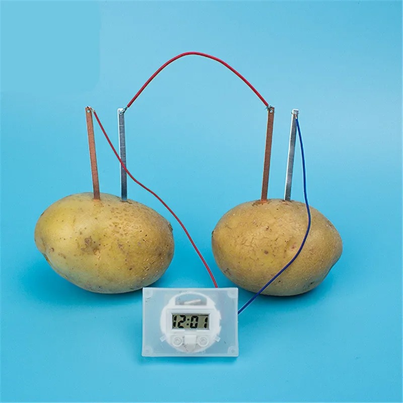 New Kid Montessori Toy Fruit P - Science Nature 评论和价格