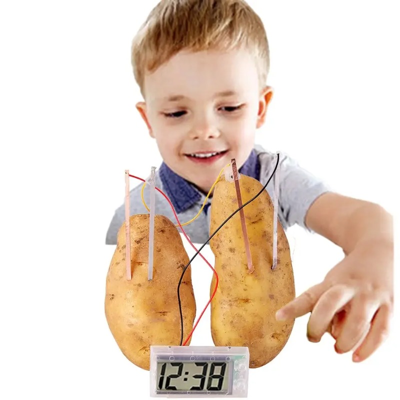New Kid Montessori Toy Fruit P - Science Nature 评论和价格