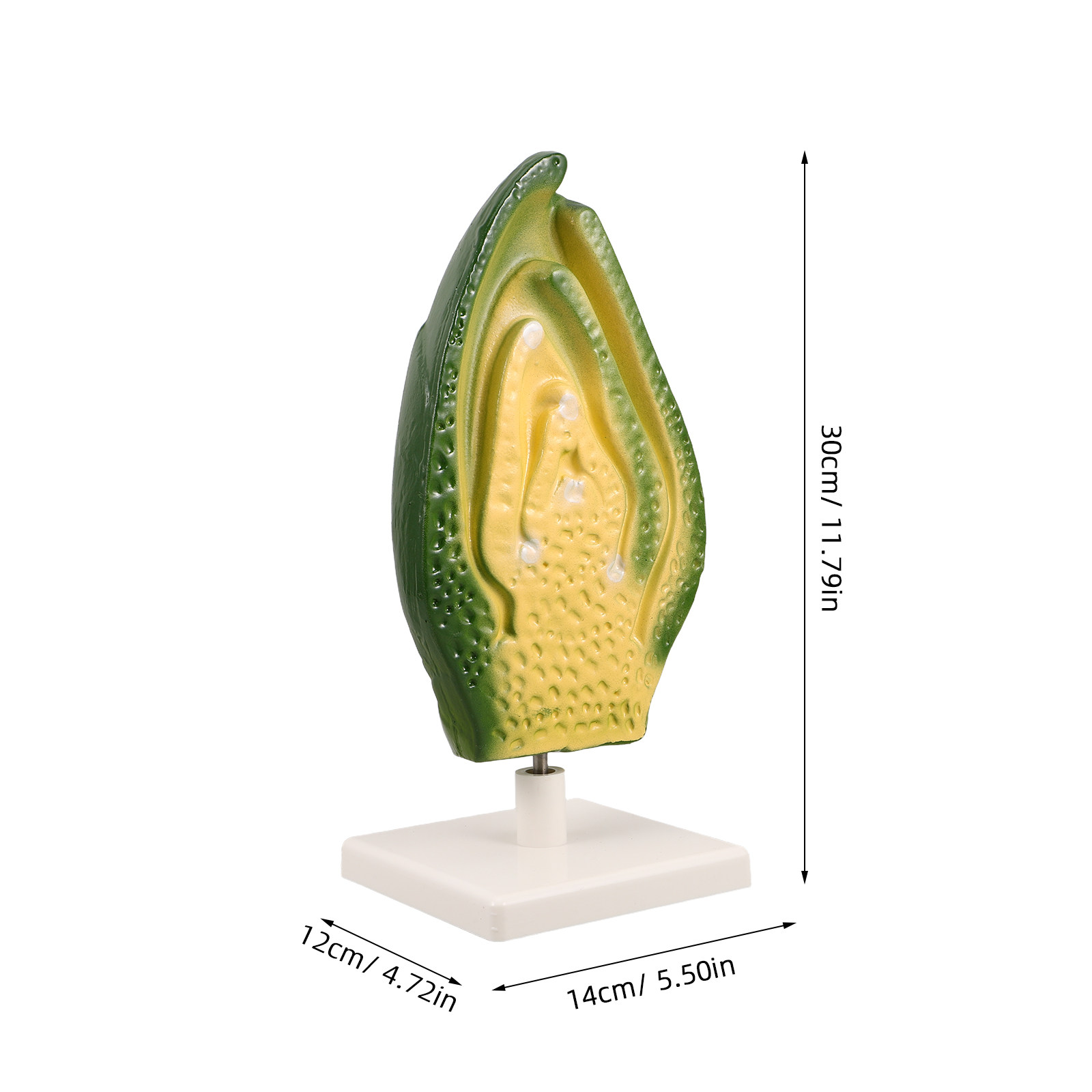 Plant Seed Embryo Detailed Hig - Science Exhibition Models 评论和价格