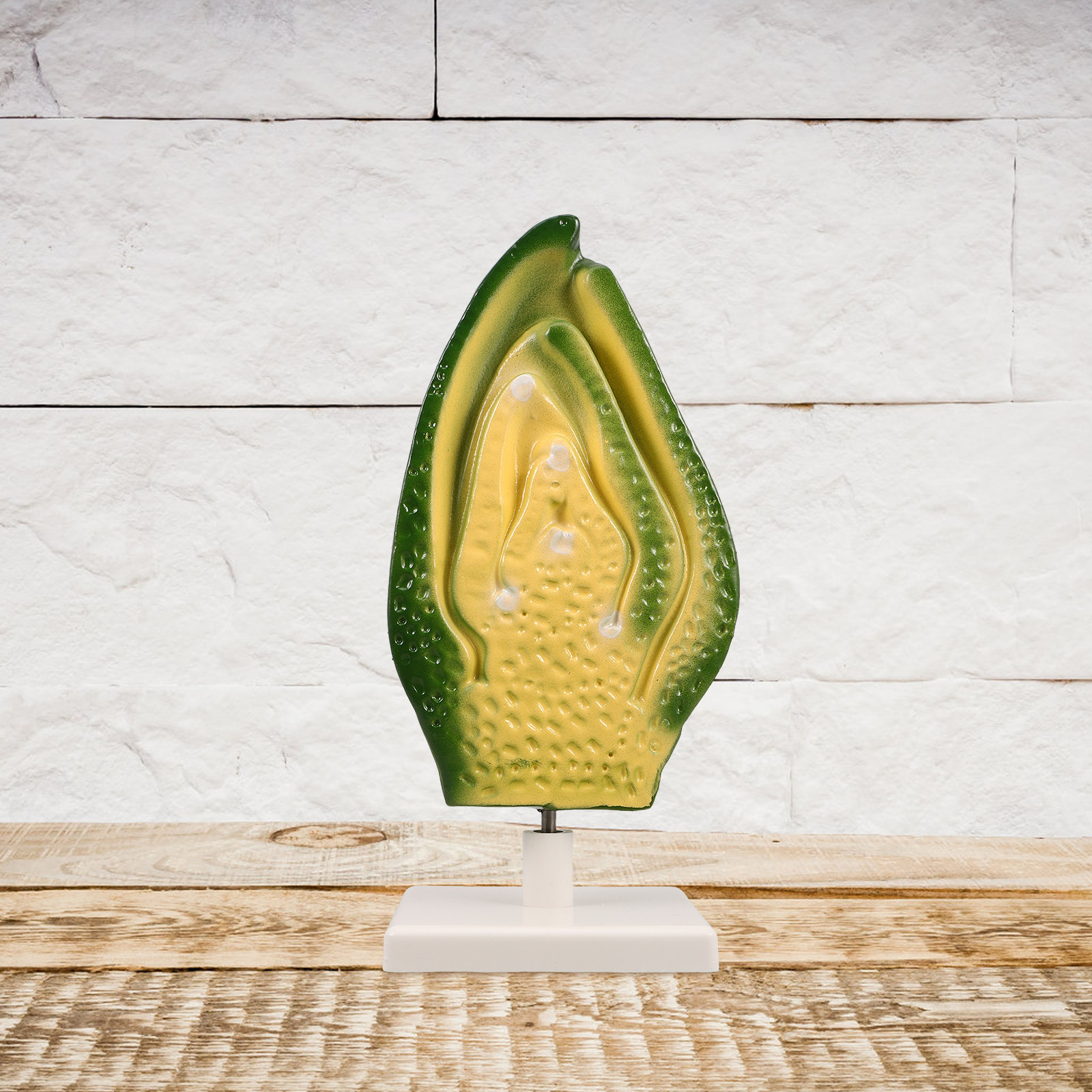 Plant Seed Embryo Detailed Hig - Science Exhibition Models 评论和价格