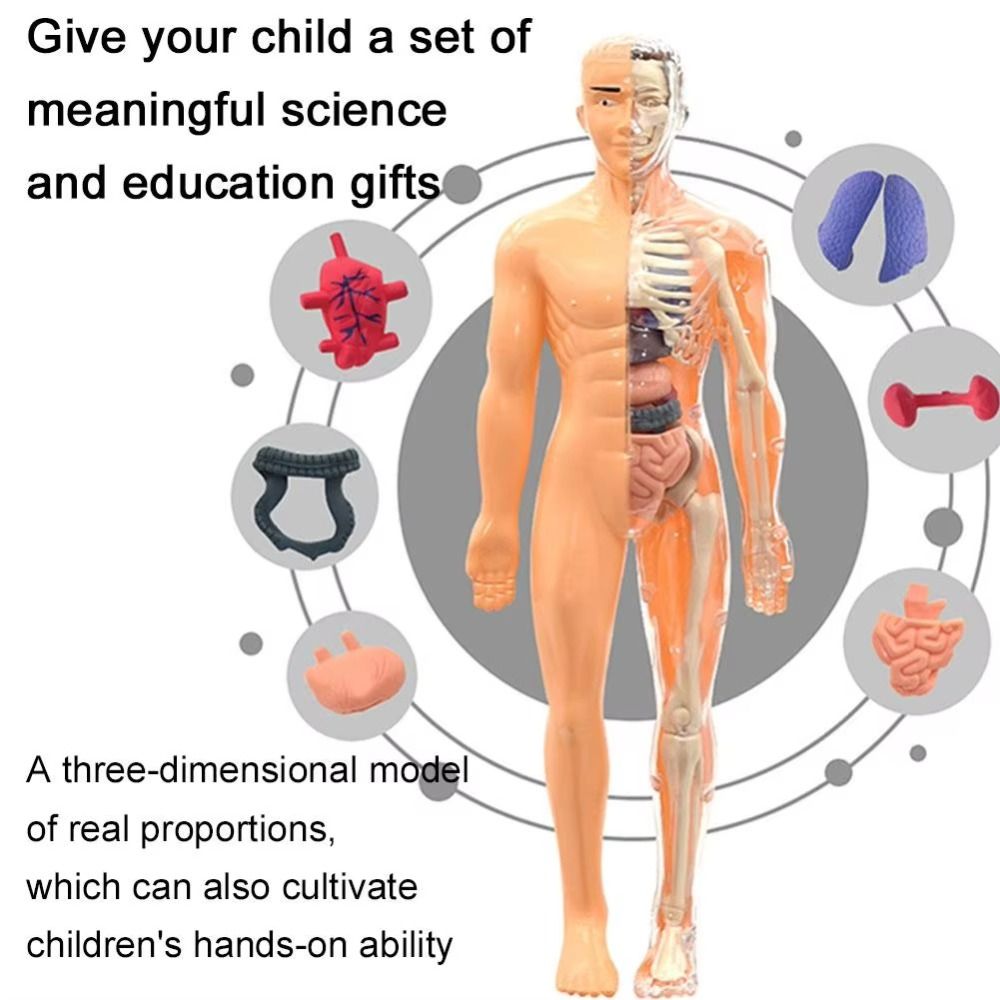 Plastics 3d Human Torso Model  - Science Nature 评论和价格