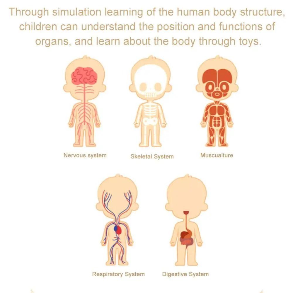 Plastics 3d Human Torso Model  - Science Nature 评论和价格