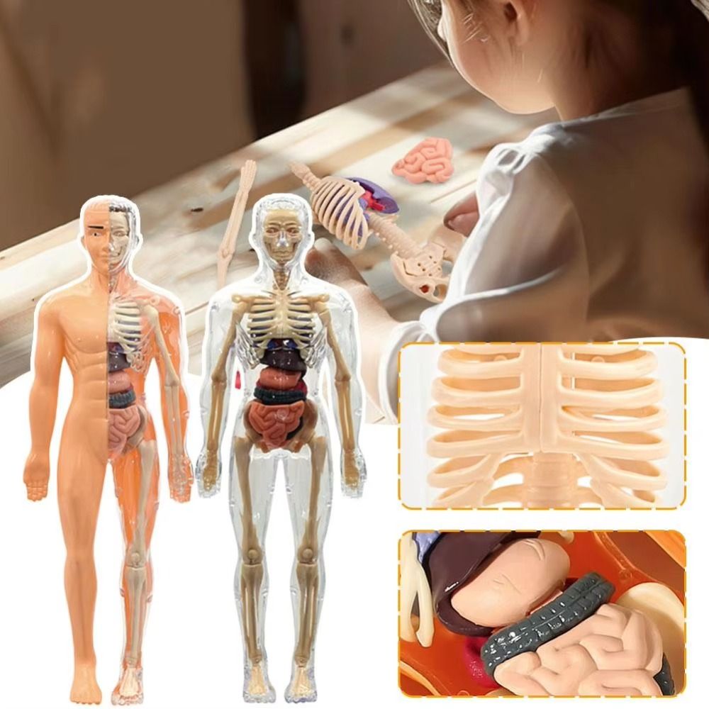 Plastics 3d Human Torso Model  - Science Nature 评论和价格